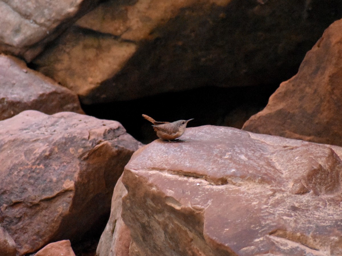 Canyon Wren - ML642738181