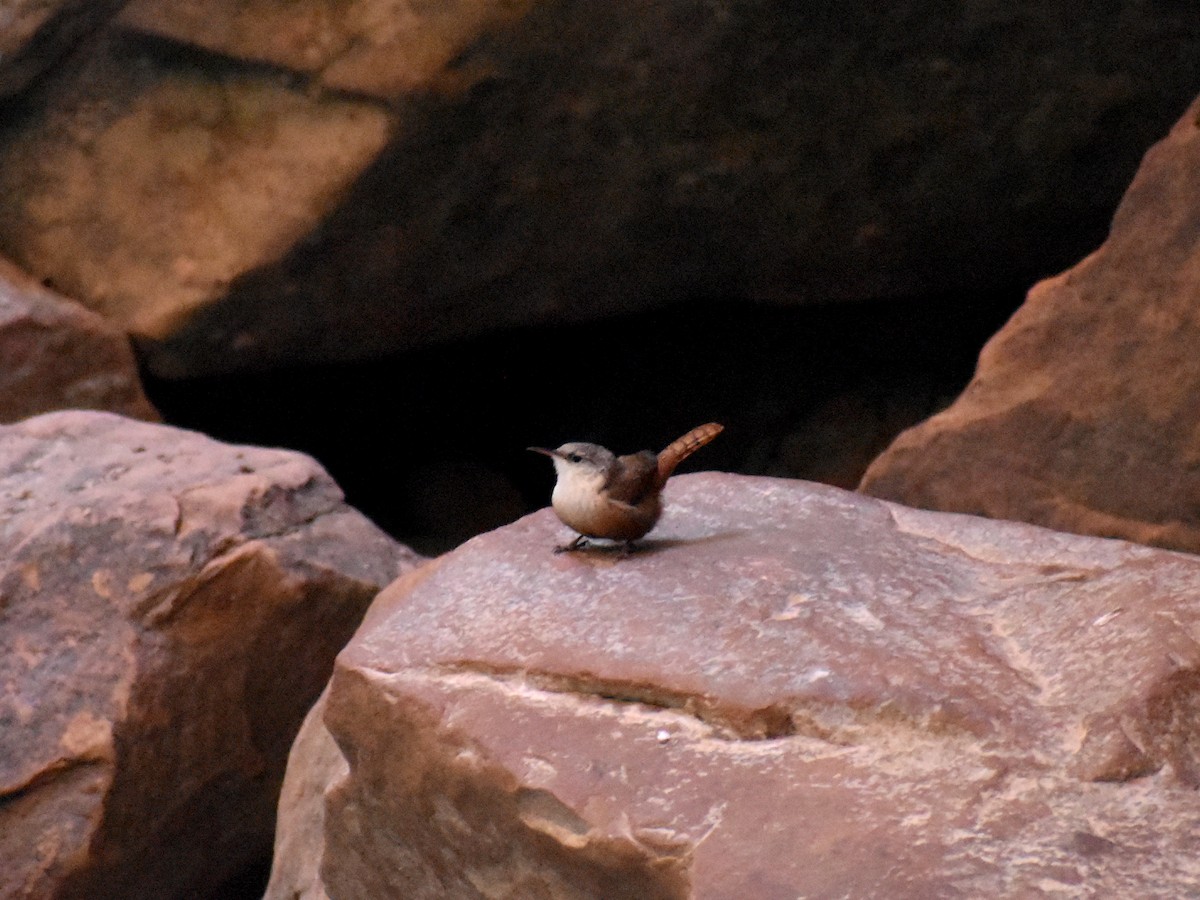 Canyon Wren - ML642738184