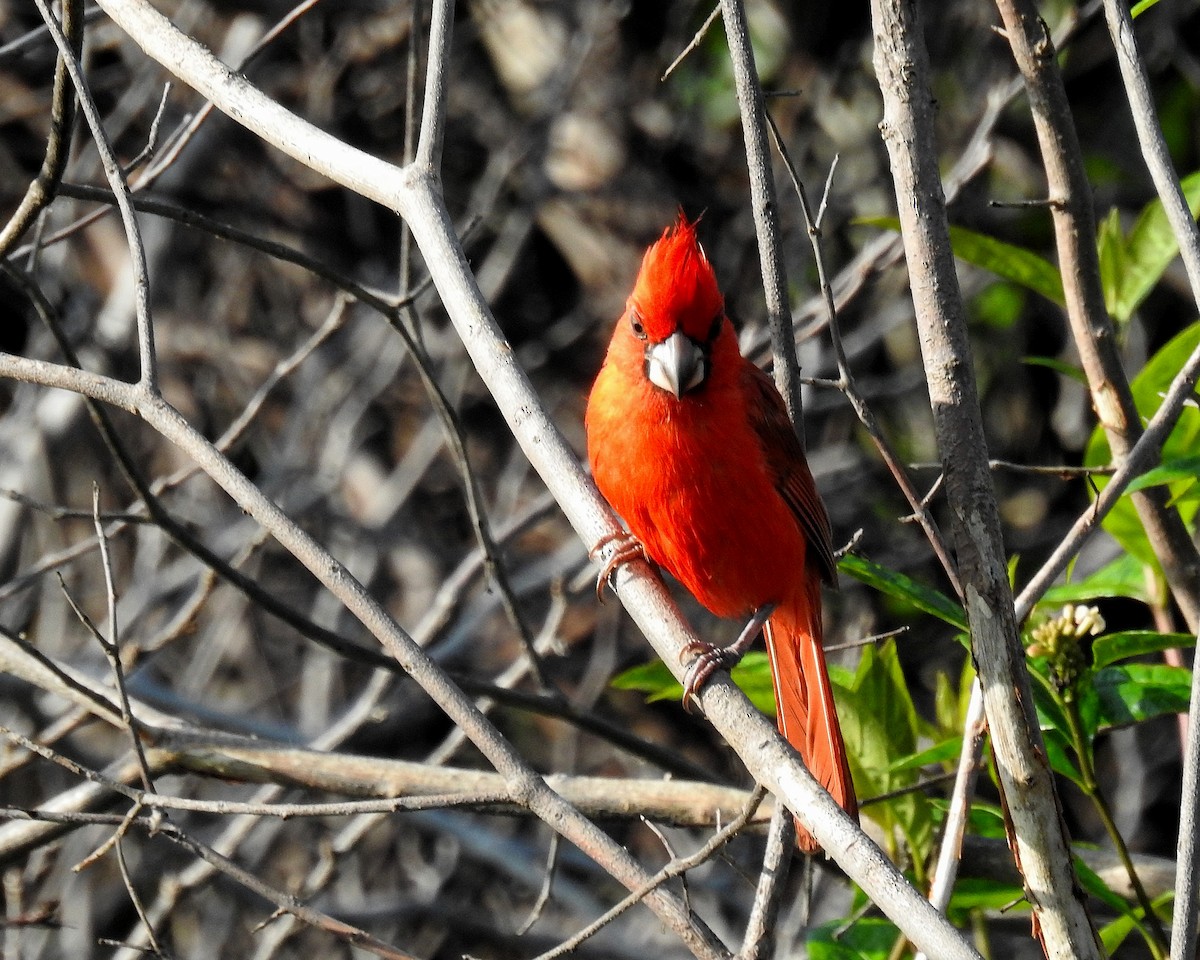 Vermilion Cardinal - ML642738186