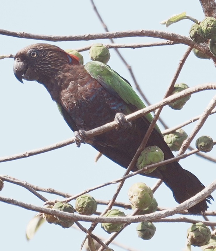 Red-fan Parrot - ML642738187