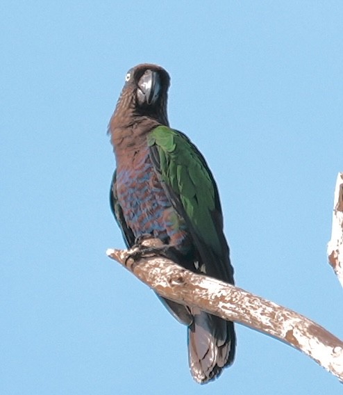 Red-fan Parrot - ML642738188