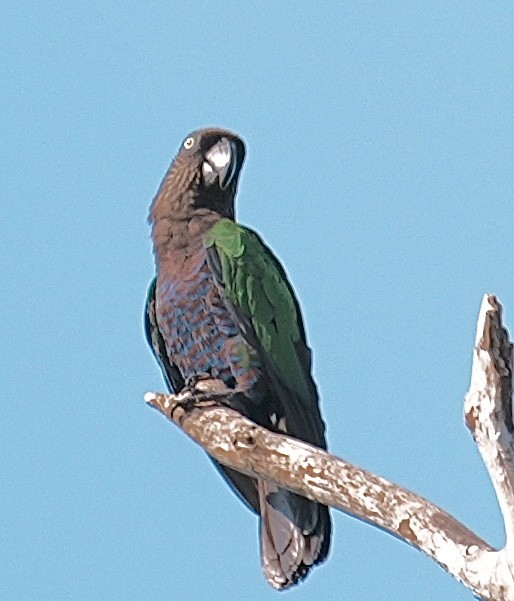 Red-fan Parrot - ML642738189