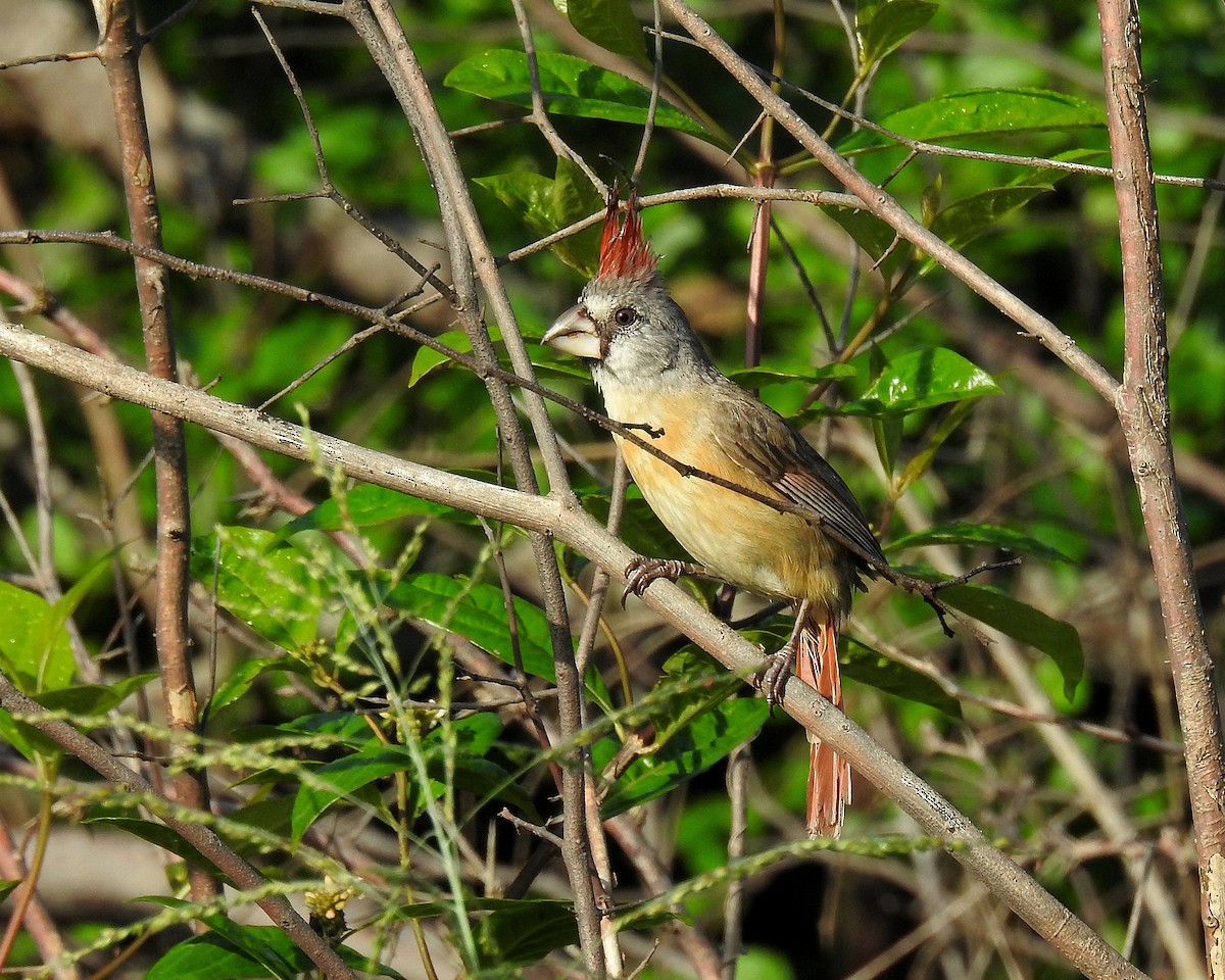 Vermilion Cardinal - ML642738190