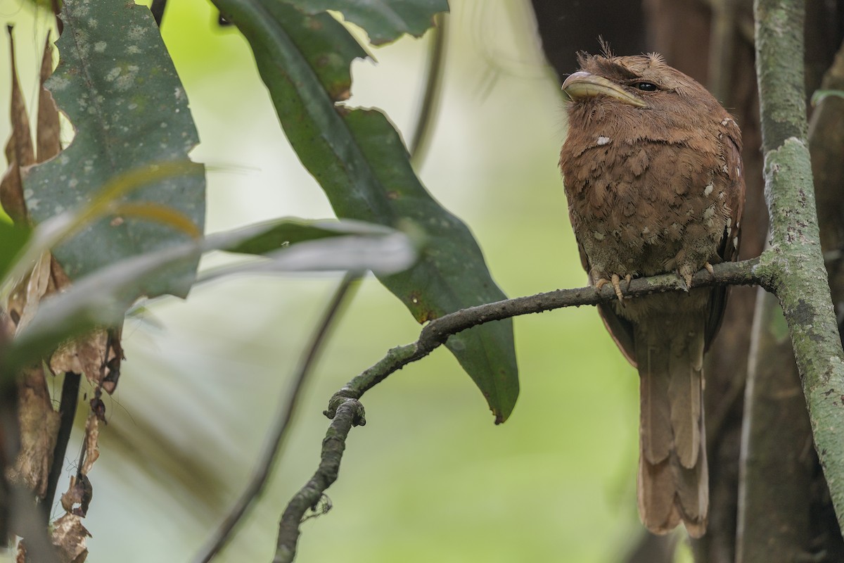 Sri Lanka Frogmouth - ML642738194
