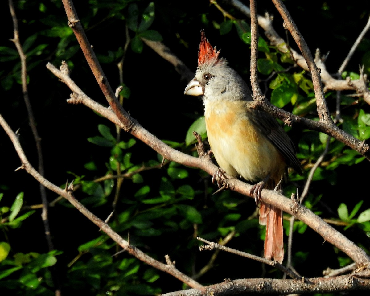 Vermilion Cardinal - ML642738208