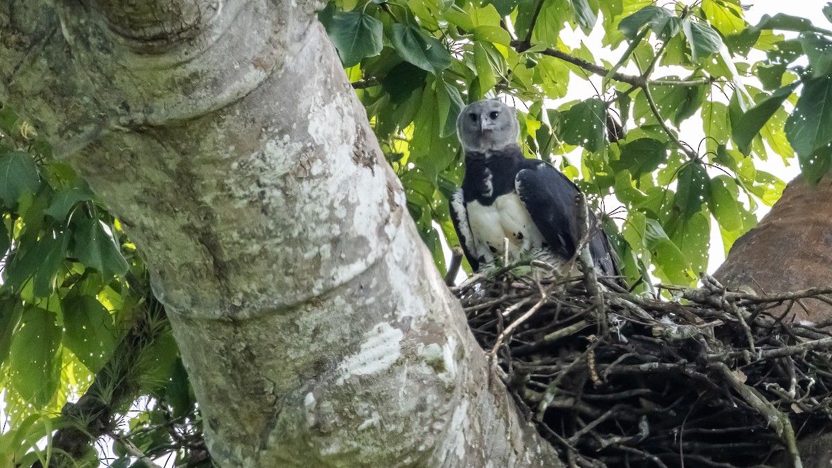 Harpy Eagle - ML642738224