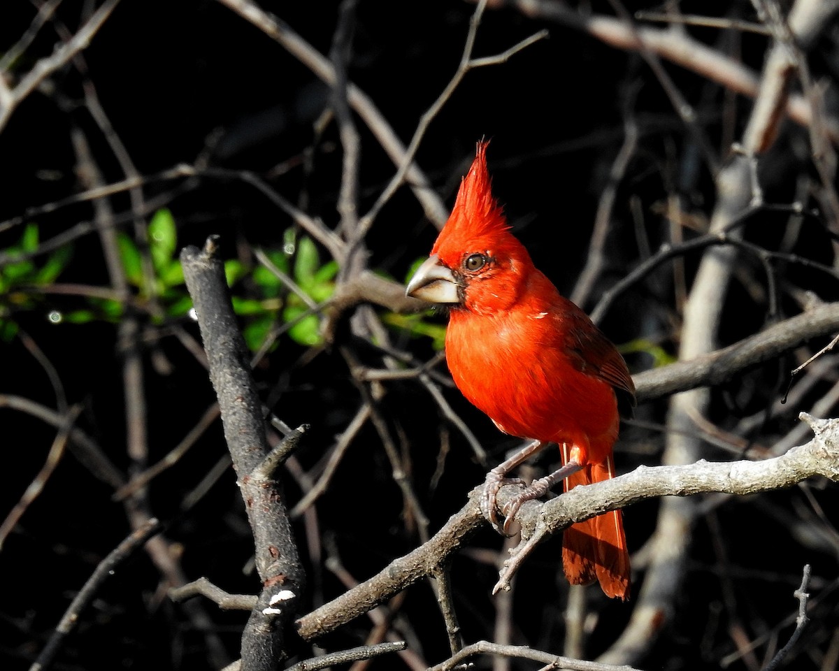 Vermilion Cardinal - ML642738226