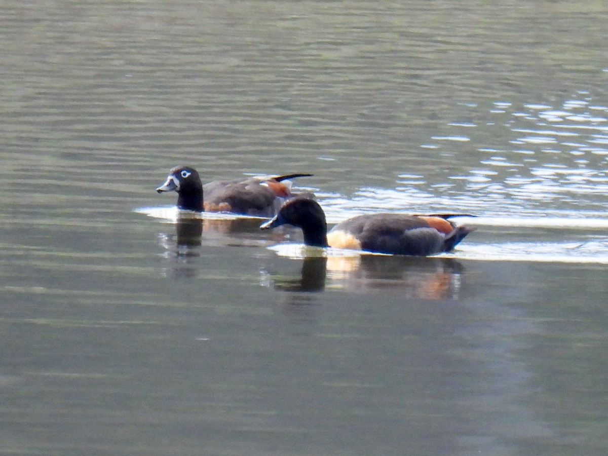 Australian Shelduck - ML642738227