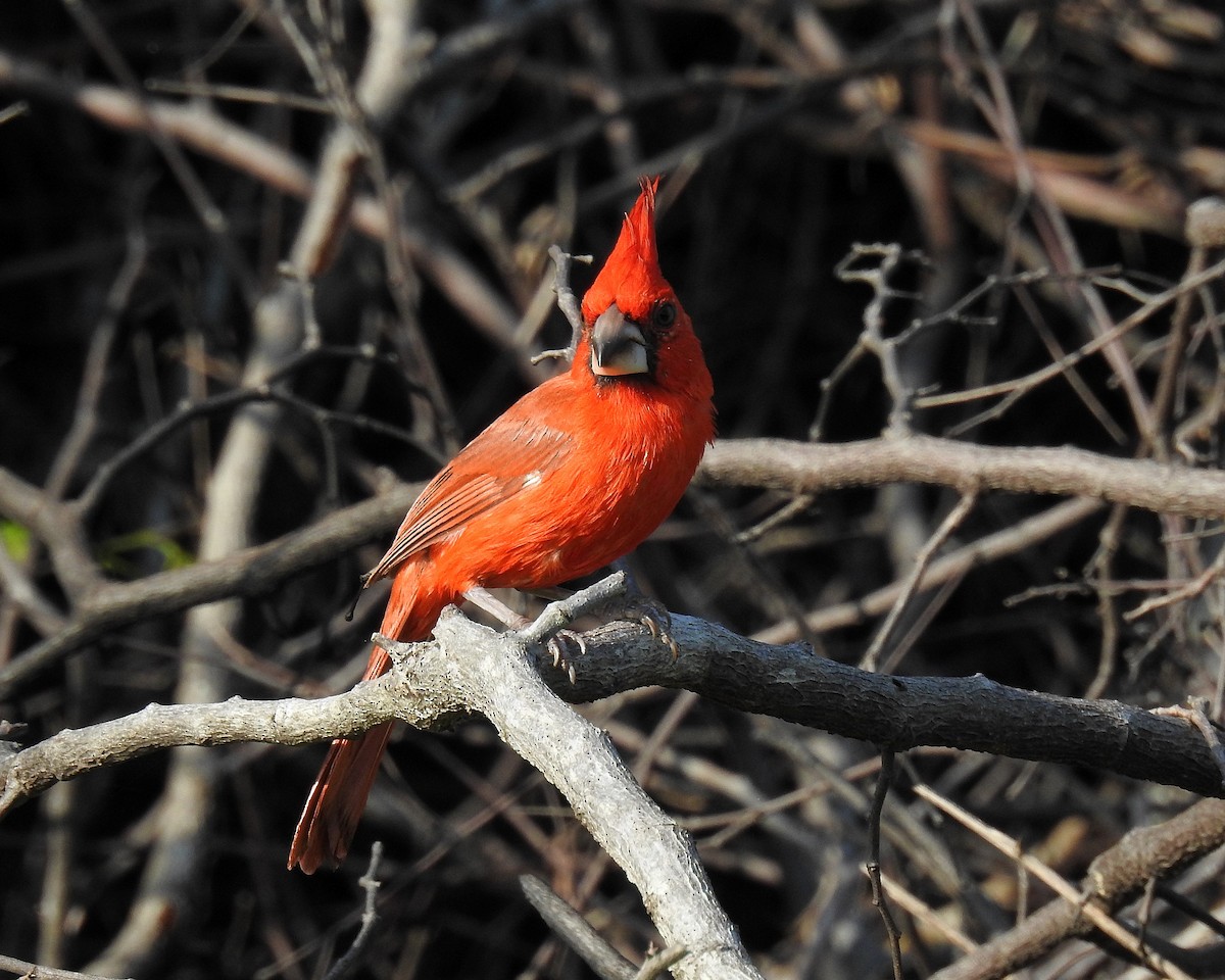Vermilion Cardinal - ML642738229