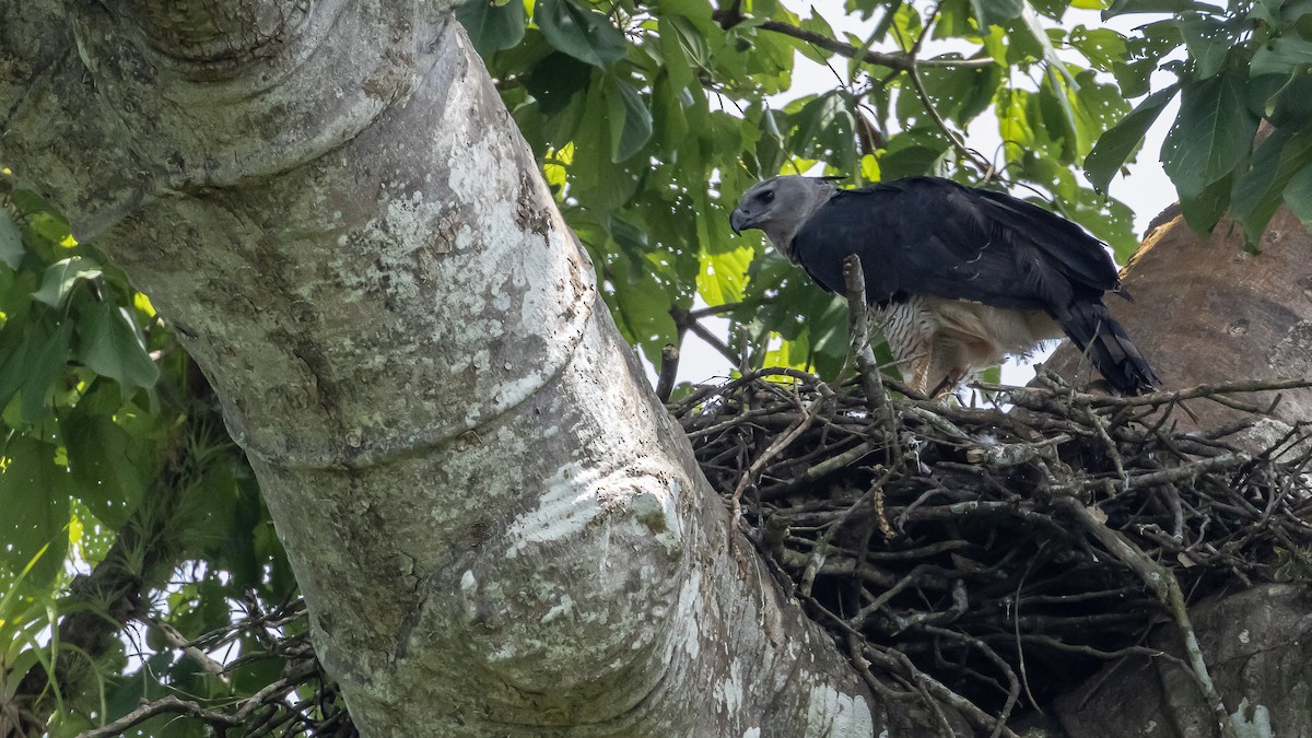Harpy Eagle - ML642738236