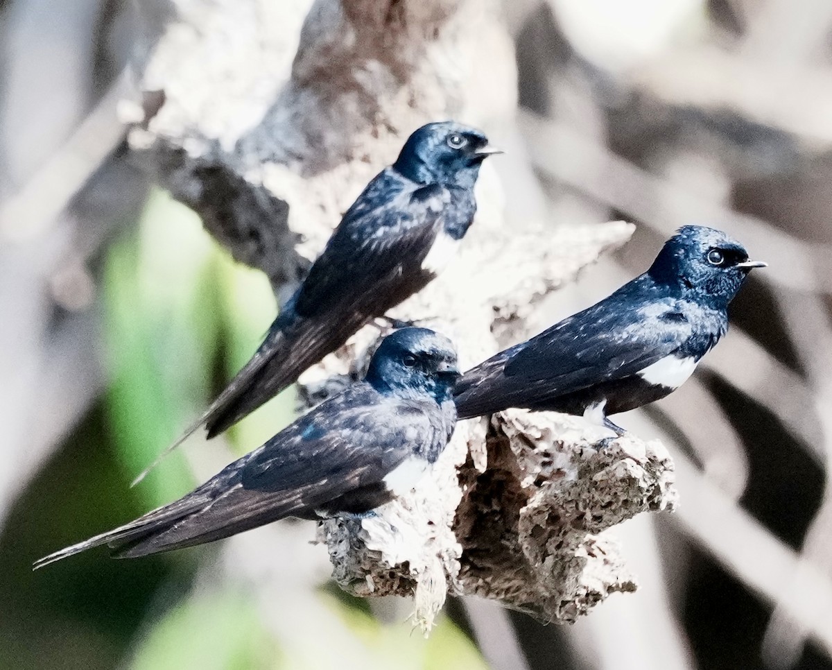 White-banded Swallow - ML642738239