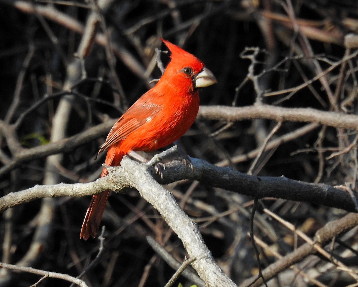 Vermilion Cardinal - ML642738241
