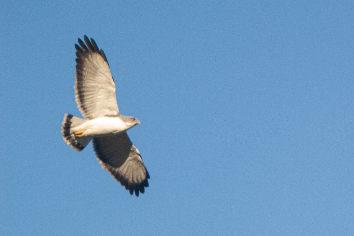 Variable Hawk - ML642738249