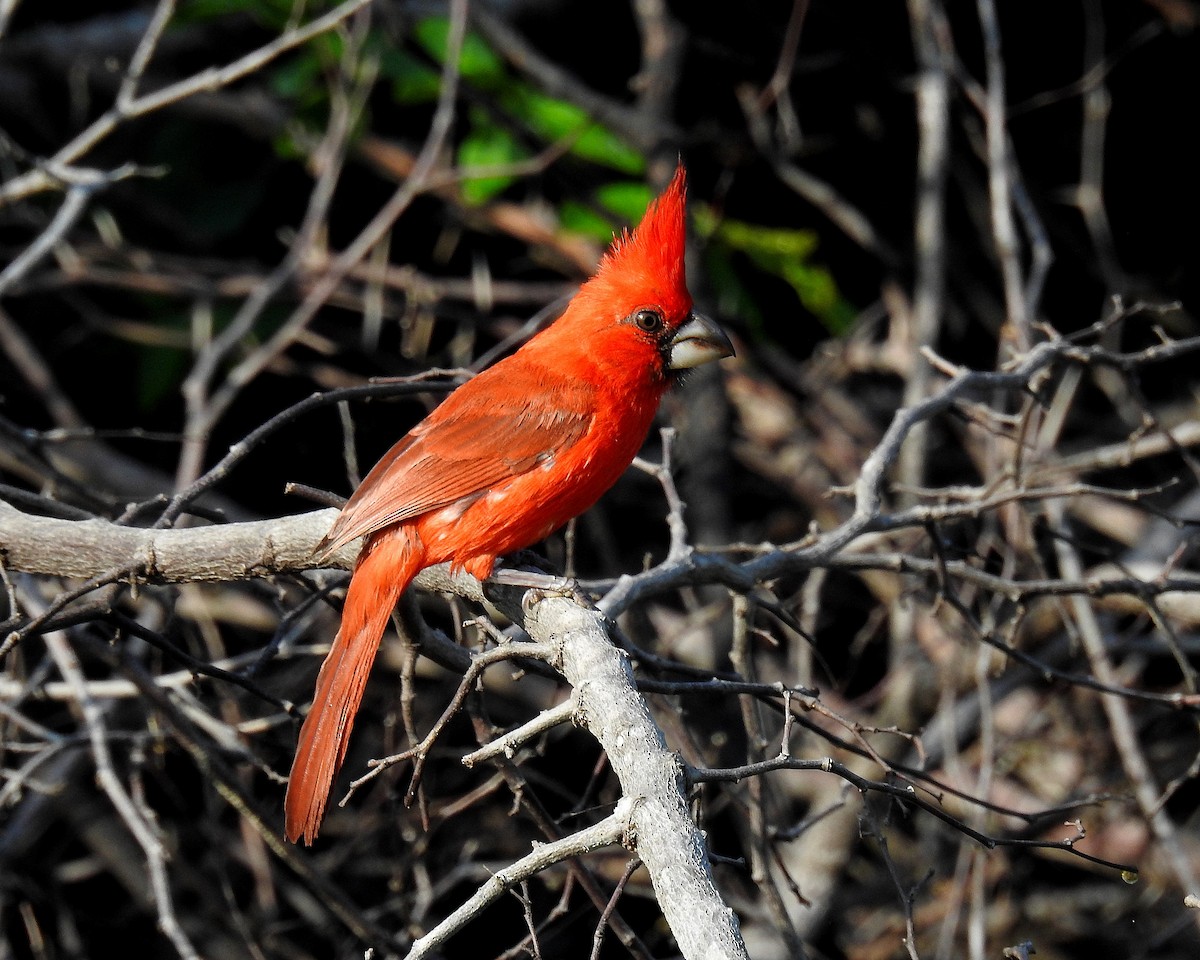 Vermilion Cardinal - ML642738250