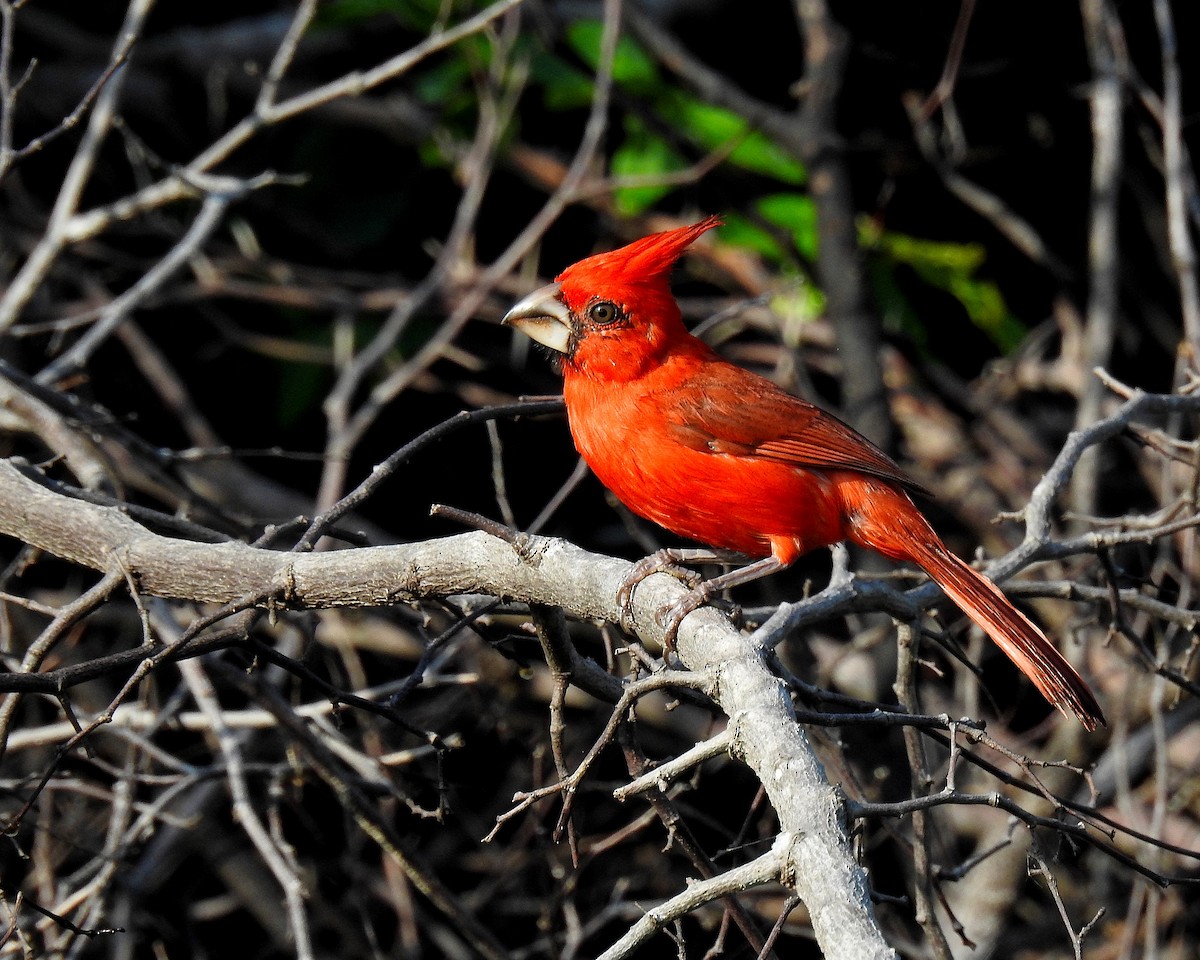Vermilion Cardinal - ML642738254