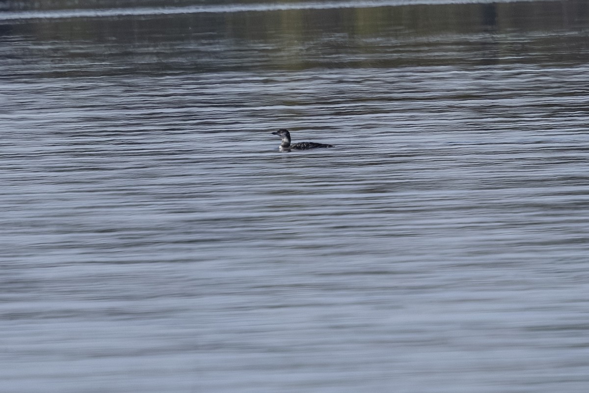 ハシグロアビ - ML642738262