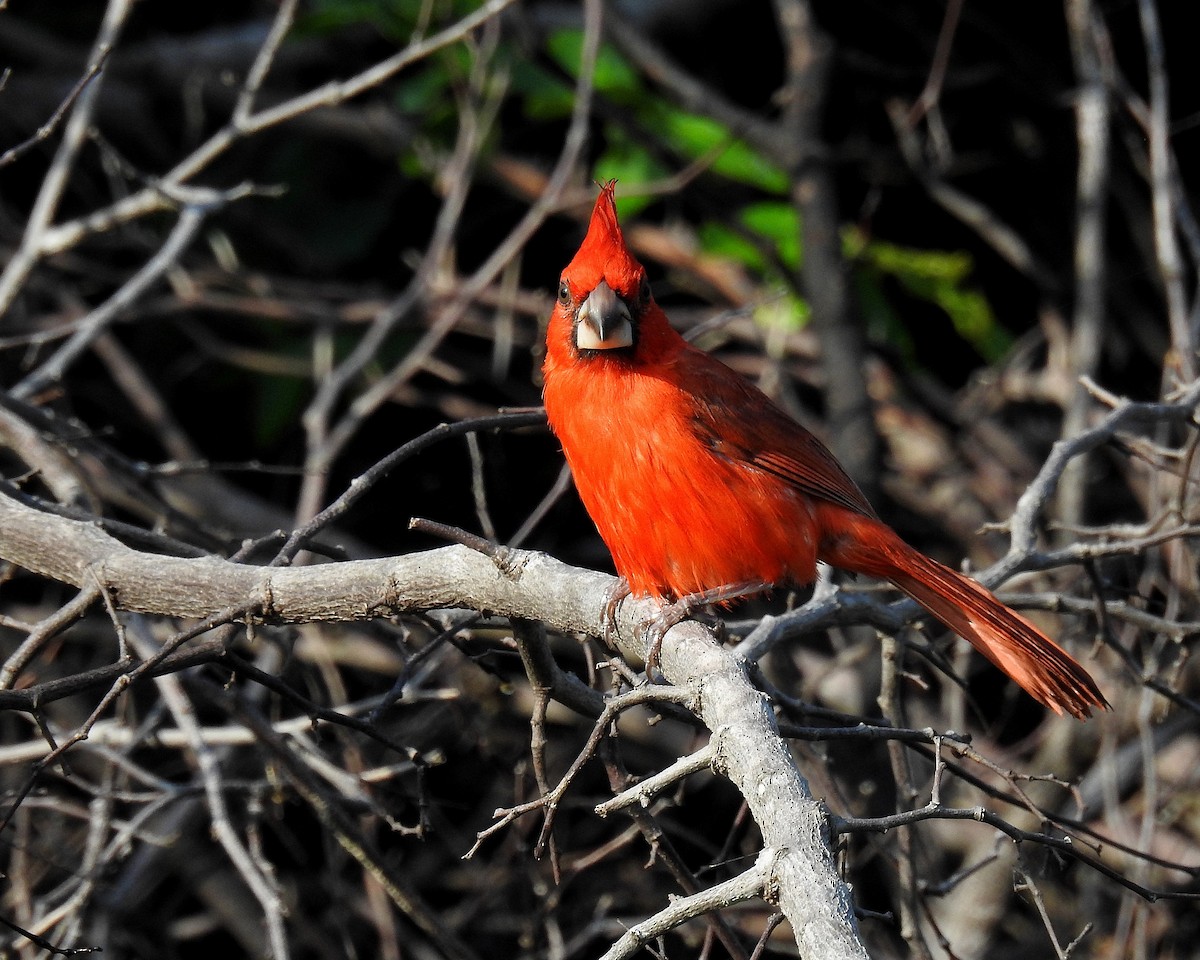 Vermilion Cardinal - ML642738264