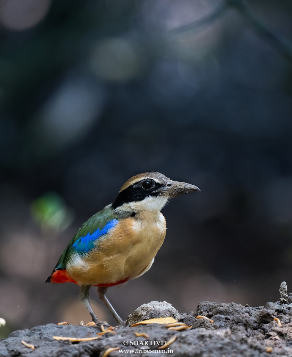 Mangrove Pitta - ML642738268