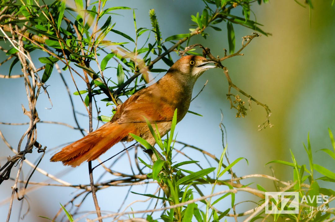 Greater Thornbird - ML642738272