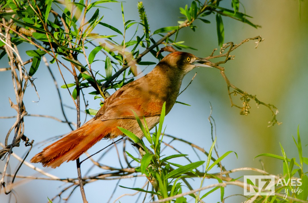 Greater Thornbird - ML642738273