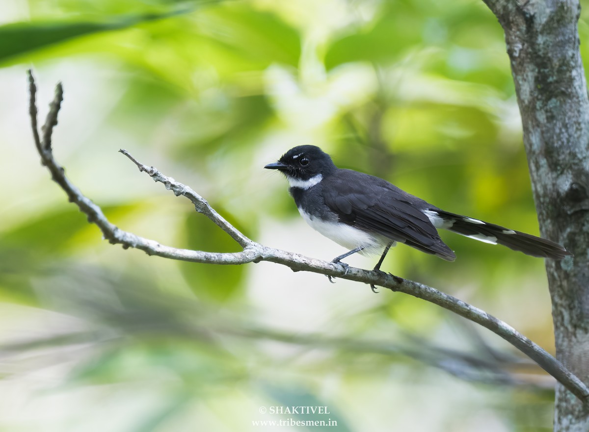 Malaysian Pied-Fantail - ML642738285