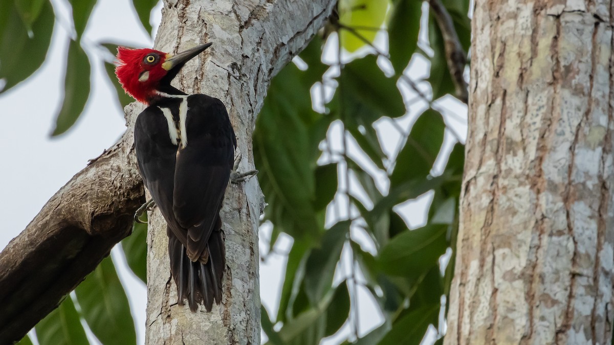 Crimson-crested Woodpecker - ML642738287