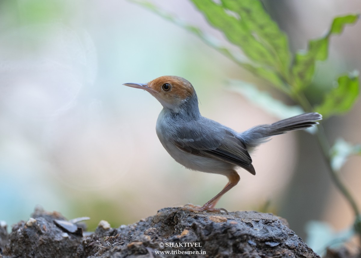 Ashy Tailorbird - ML642738288