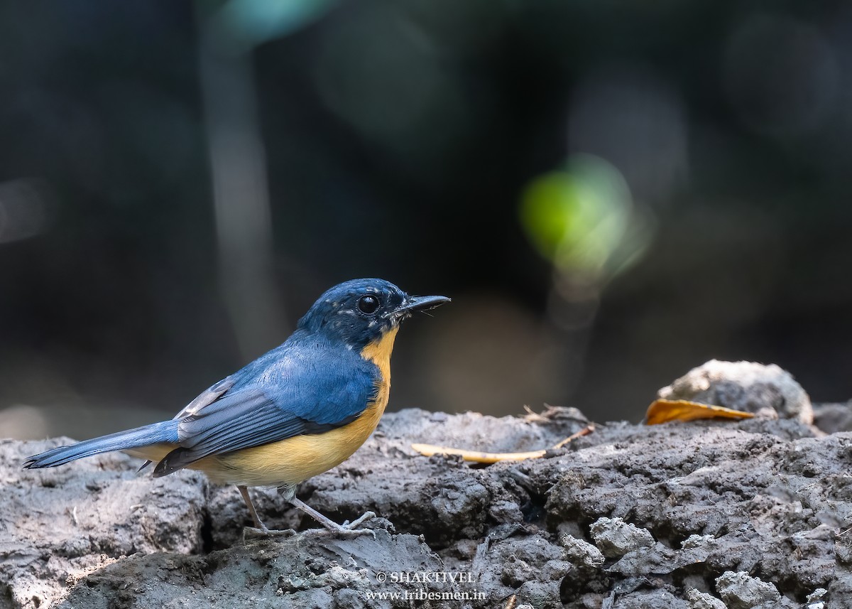 Mangrove Blue Flycatcher - ML642738292