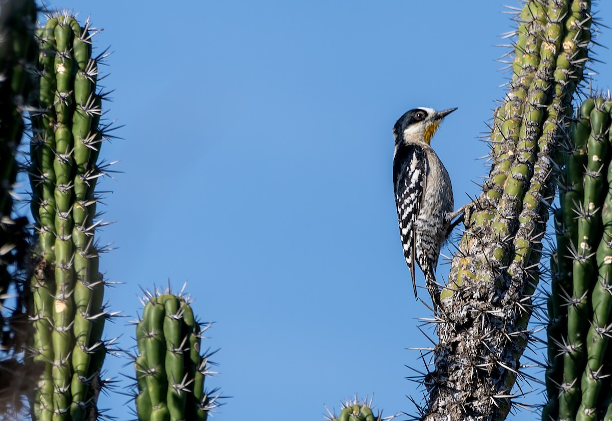 White-fronted Woodpecker - ML642738300