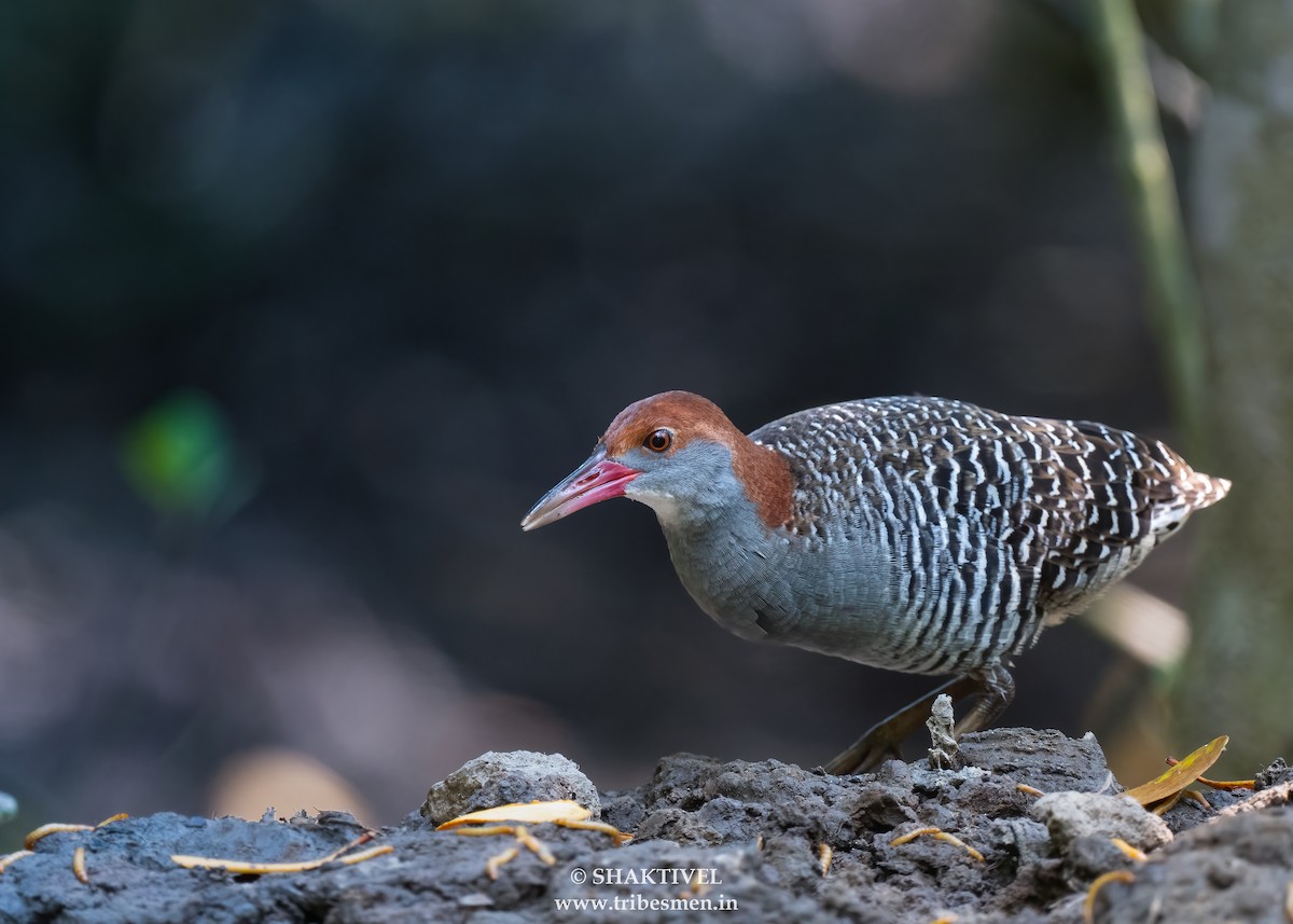 Slaty-breasted Rail - ML642738305