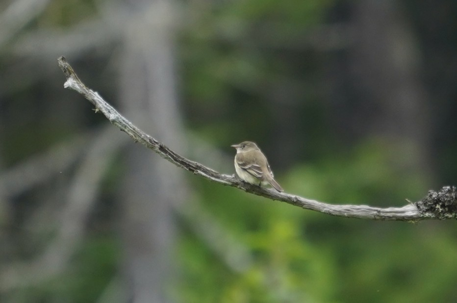 Alder Flycatcher - ML642738308