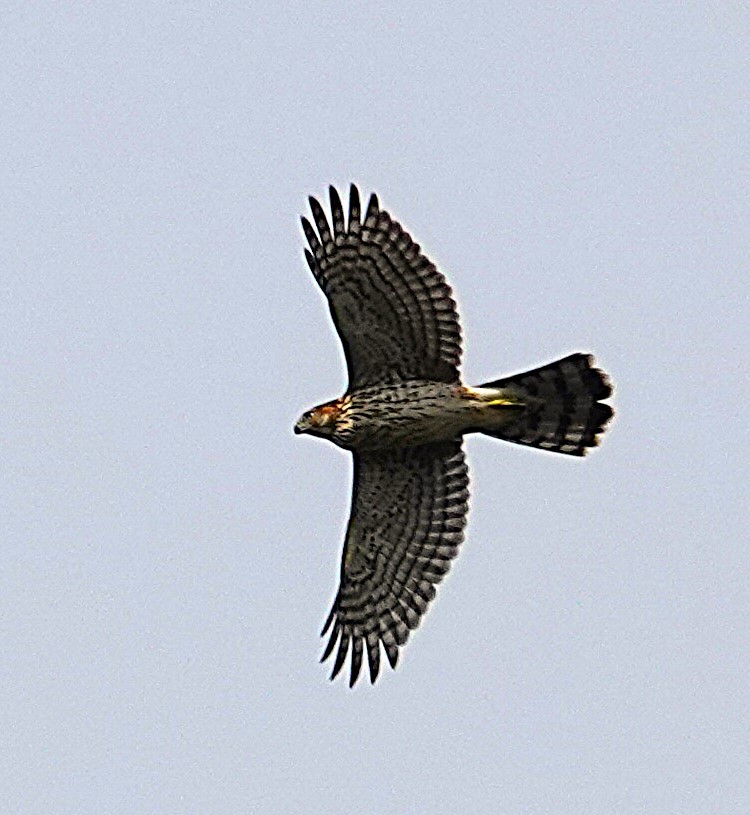 Cooper's Hawk - ML642738344