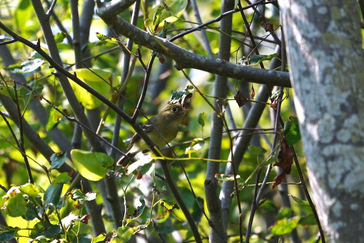 Yellow-bellied Flycatcher - ML642738352
