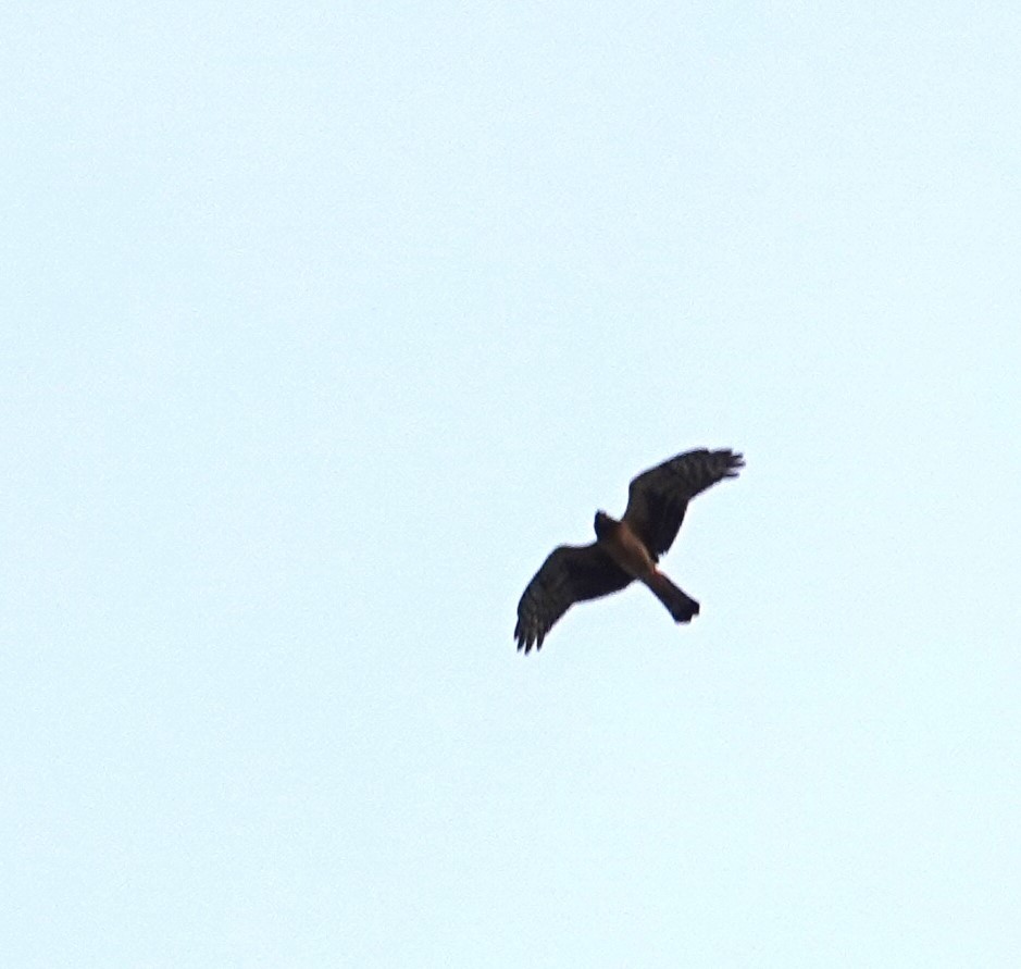 Northern Harrier - ML642738358