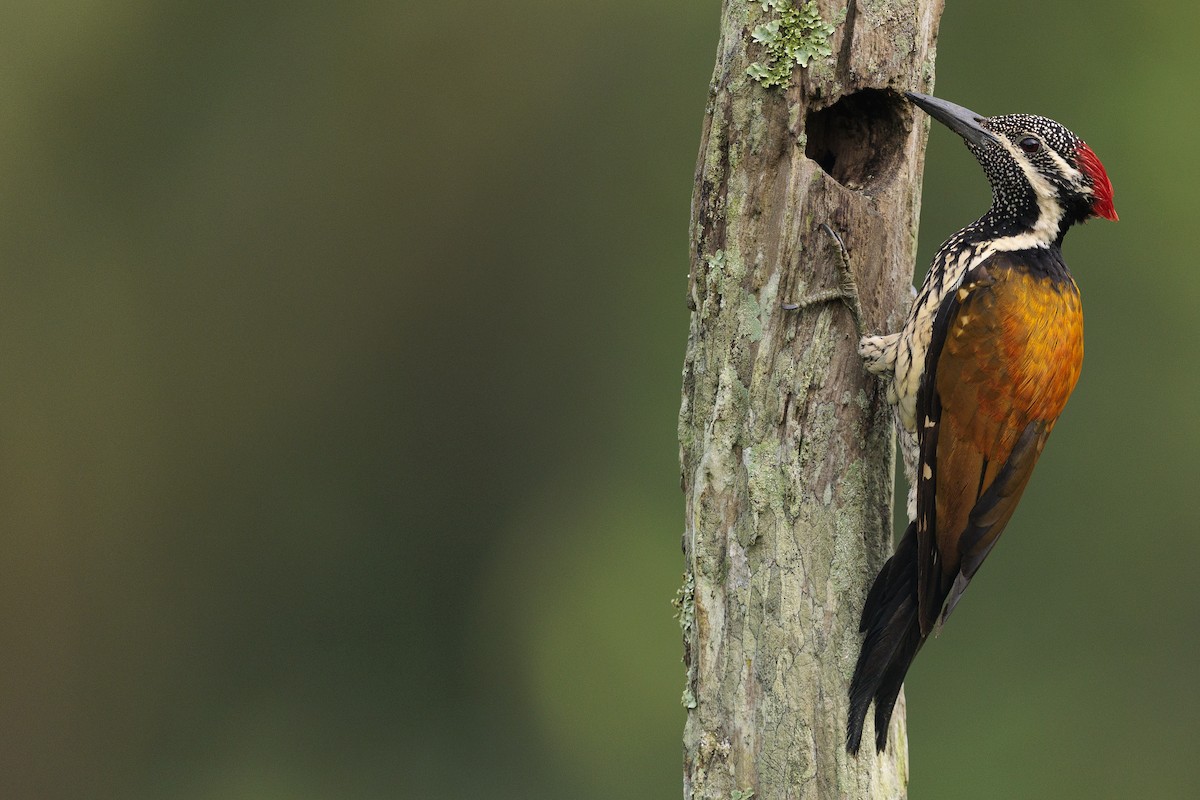 Greater/Common Flameback - ML642738365