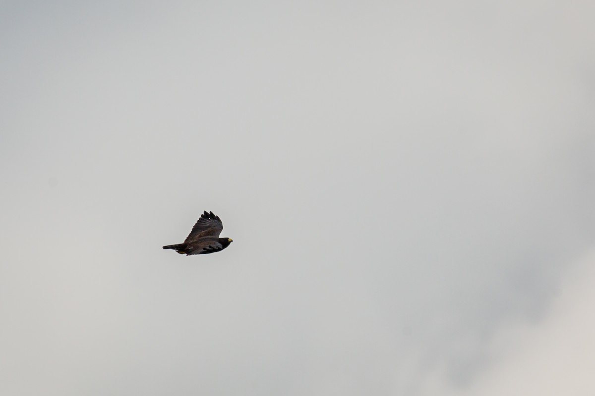 Short-tailed Hawk - ML642738372