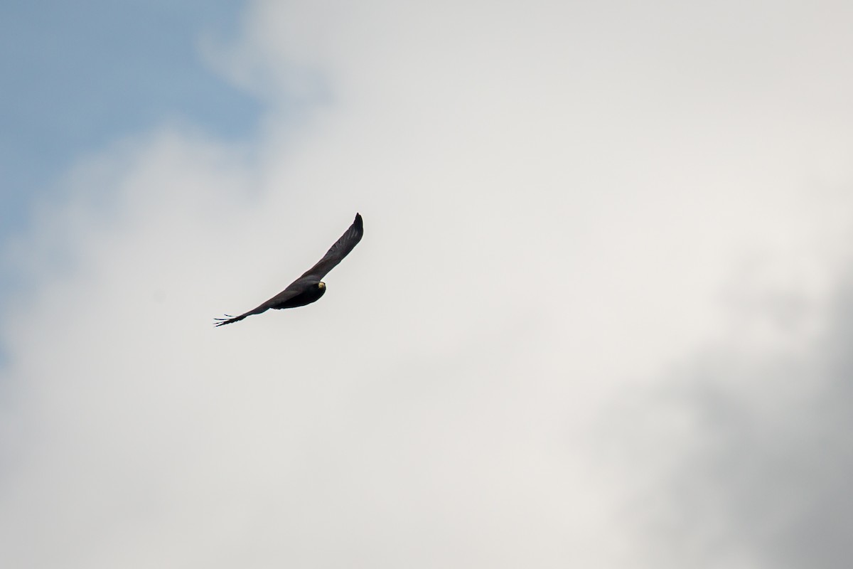 Short-tailed Hawk - ML642738373