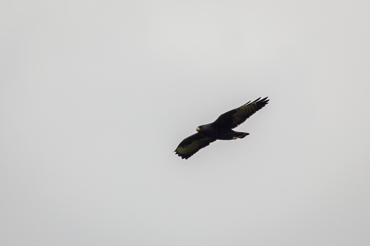 Short-tailed Hawk - ML642738374