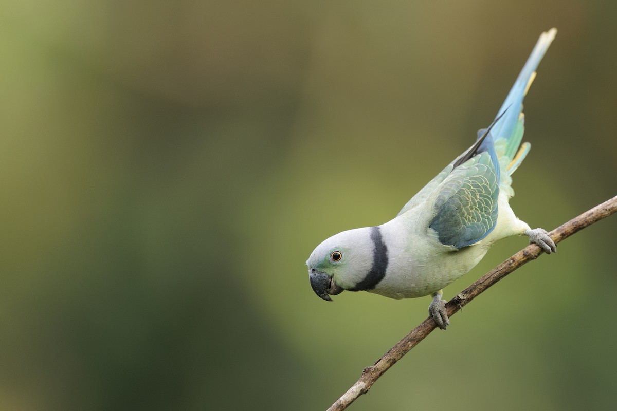 Malabar Parakeet - ML642738379