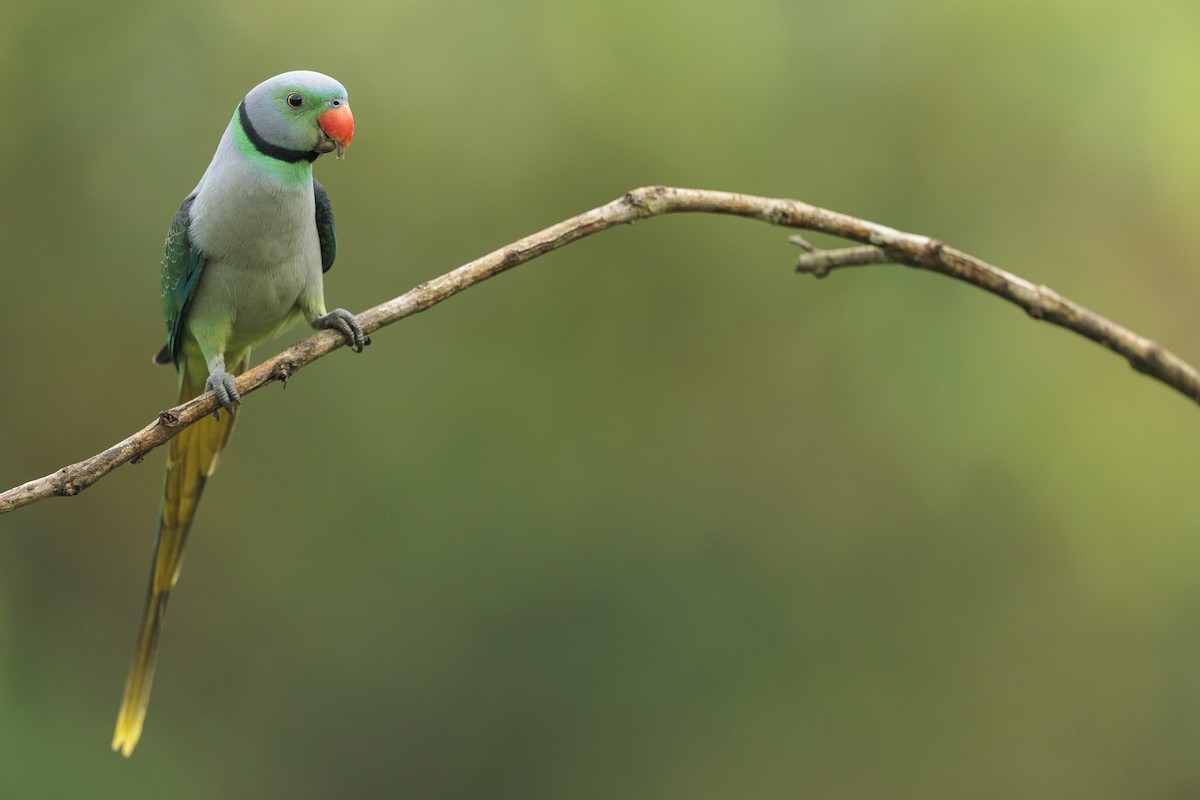 Malabar Parakeet - ML642738380