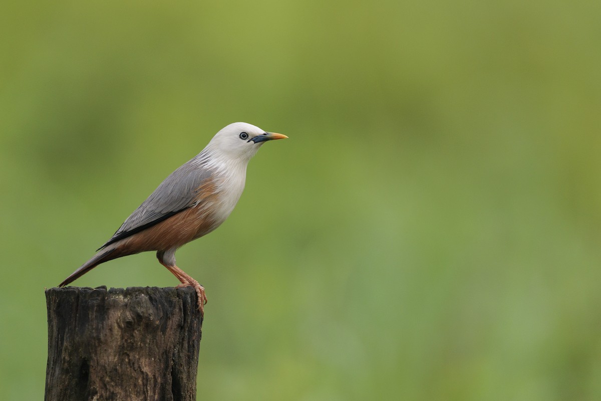 Malabar Starling - ML642738384