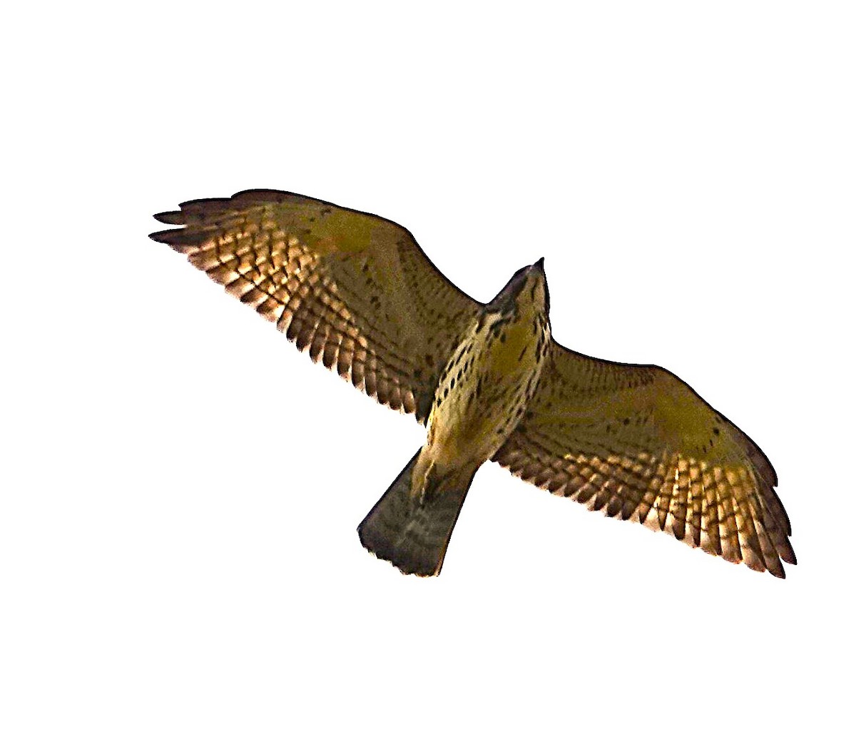 Broad-winged Hawk - ML642738389