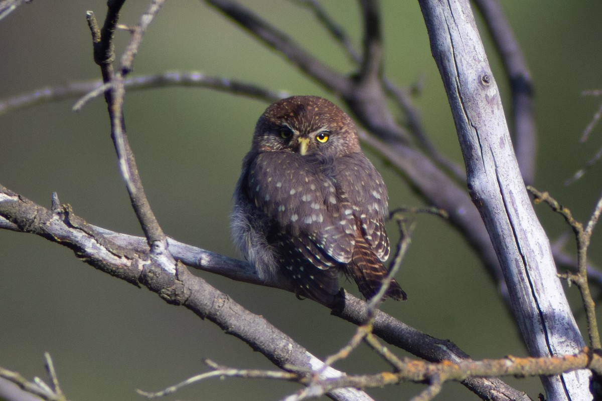 Austral Pygmy-Owl - ML642738396