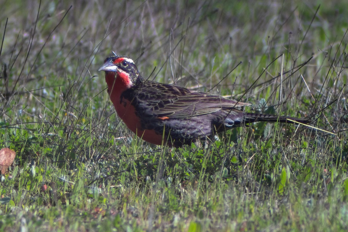 Long-tailed Meadowlark - ML642738406