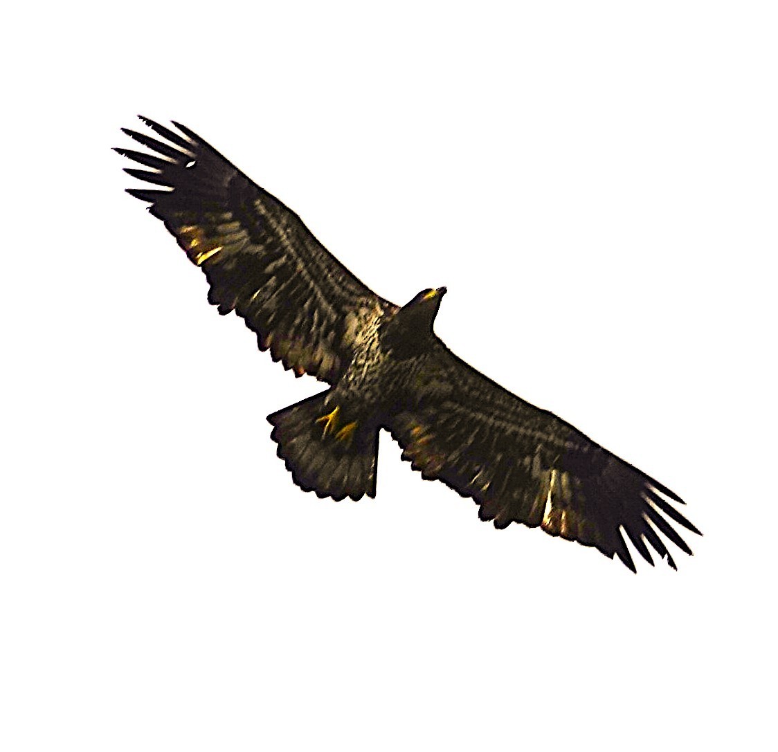 Bald Eagle - ML642738415