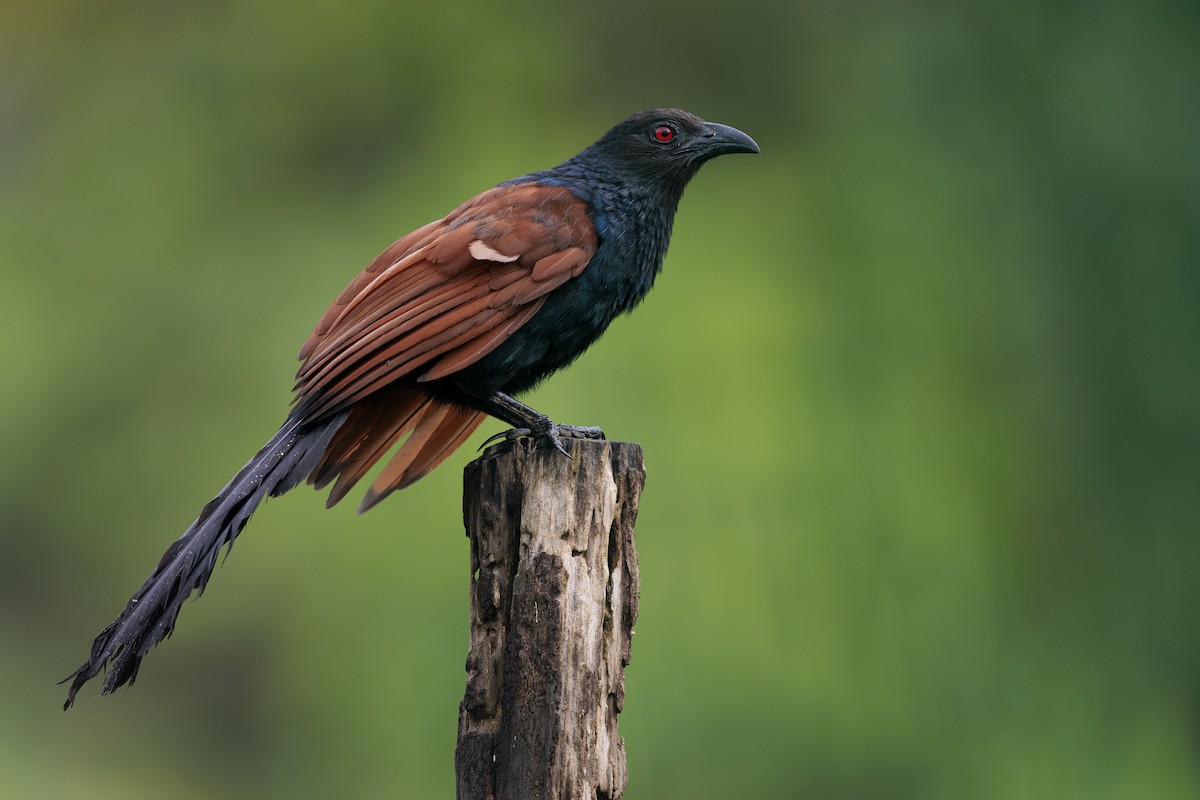 Greater Coucal - ML642738416