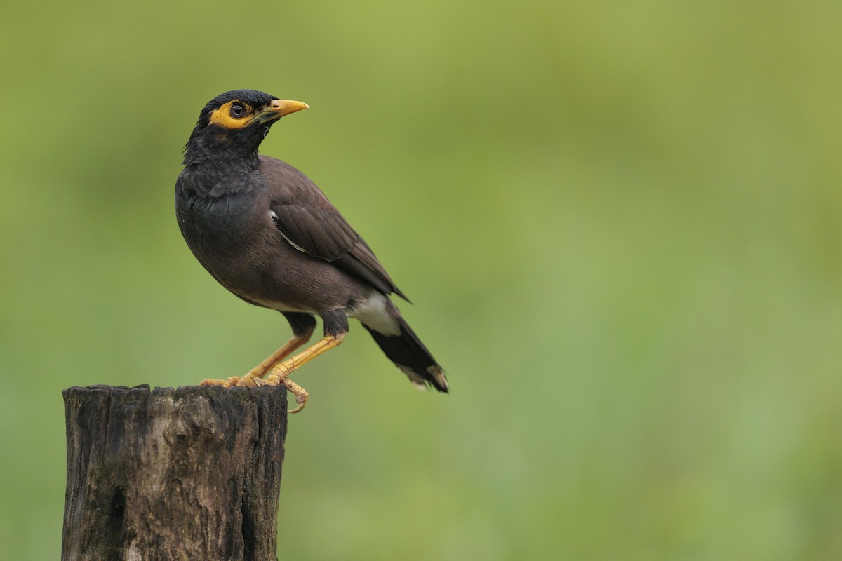 Common Myna - ML642738431
