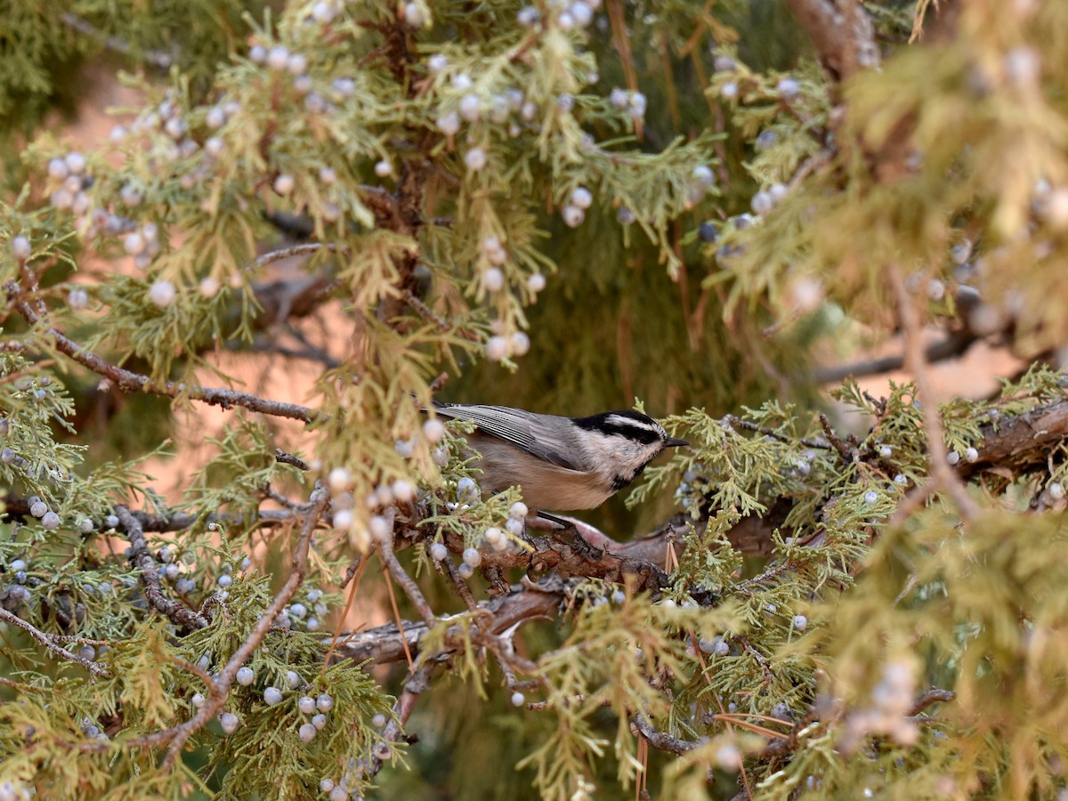 Mountain Chickadee - ML642738442