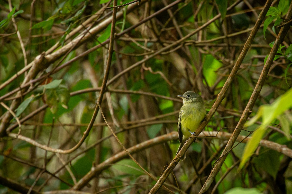Yellow-olive Flatbill - ML642738465