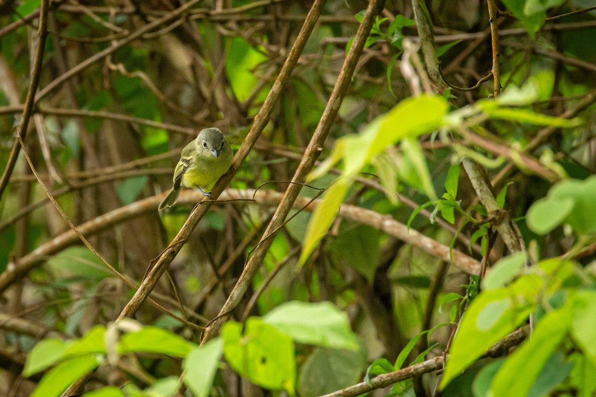 Yellow-olive Flatbill - ML642738466